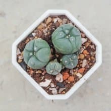 【荳荳多肉】【子吹烏羽玉】喬遷│送禮│升遷│多肉植物