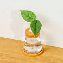 犀牛皮觀音蓮 三角水耕盆栽 室內植物 觀葉植物 禮物 水培 辦公室