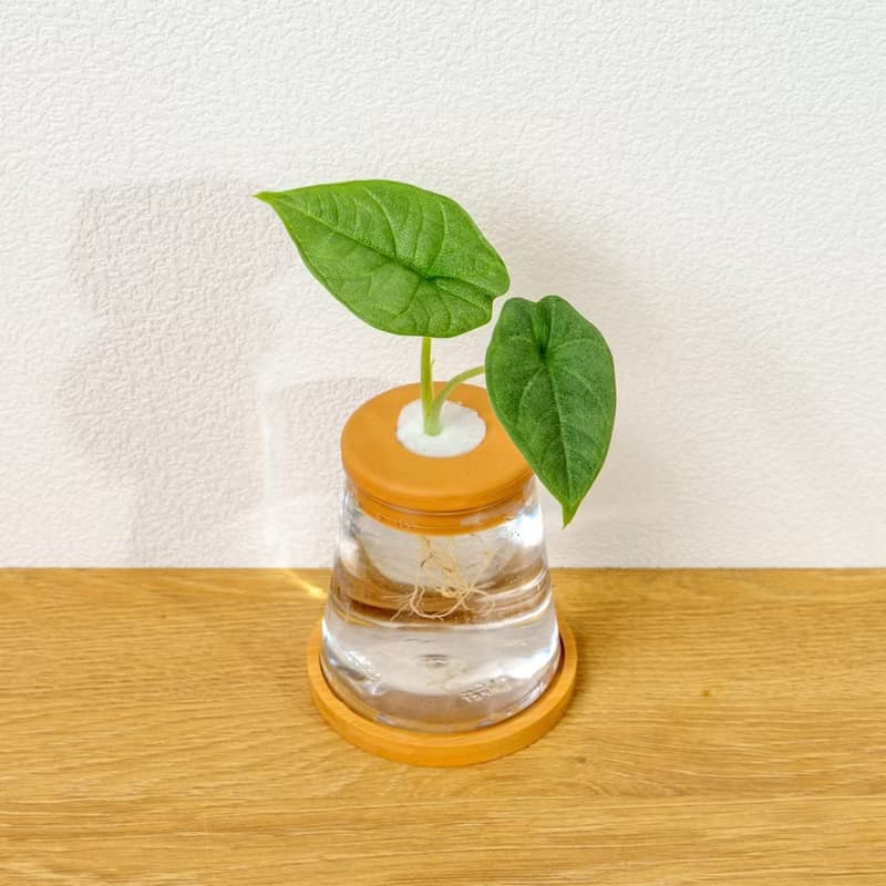 犀牛皮觀音蓮 三角水耕盆栽 室內植物 觀葉植物 禮物 水培 辦公室
