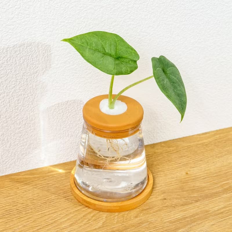 犀牛皮觀音蓮 三角水耕盆栽 室內植物 觀葉植物 禮物 水培 辦公室
