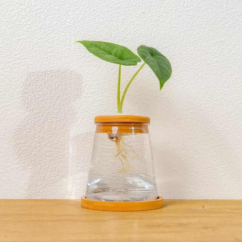 犀牛皮觀音蓮 三角水耕盆栽 室內植物 觀葉植物 禮物 水培 辦公室