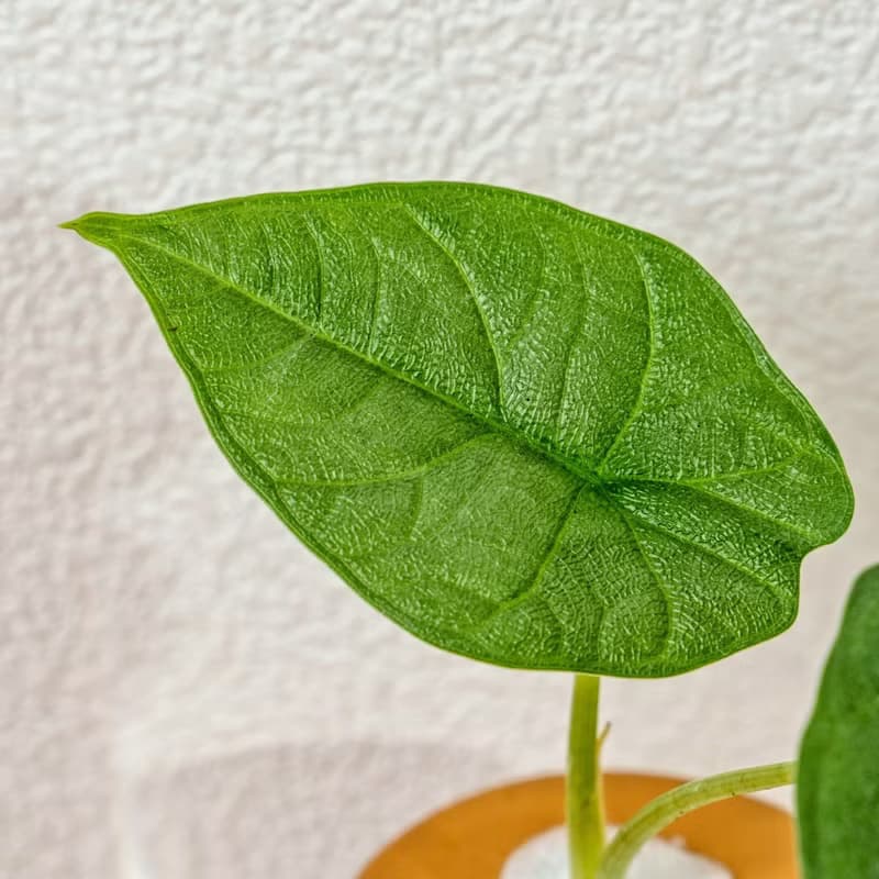 犀牛皮觀音蓮 三角水耕盆栽 室內植物 觀葉植物 禮物 水培 辦公室