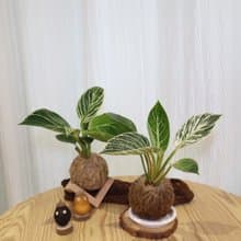 |鉑金蔓綠絨苔球| 贈送塑膠底座 / 植男人紳 手作苔球