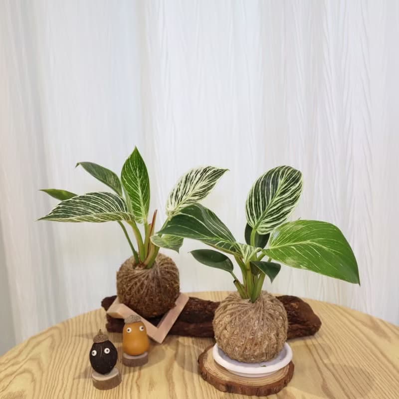 |鉑金蔓綠絨苔球| 贈送塑膠底座 / 植男人紳 手作苔球