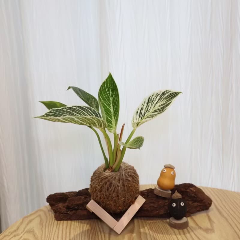 |鉑金蔓綠絨苔球| 贈送塑膠底座 / 植男人紳 手作苔球