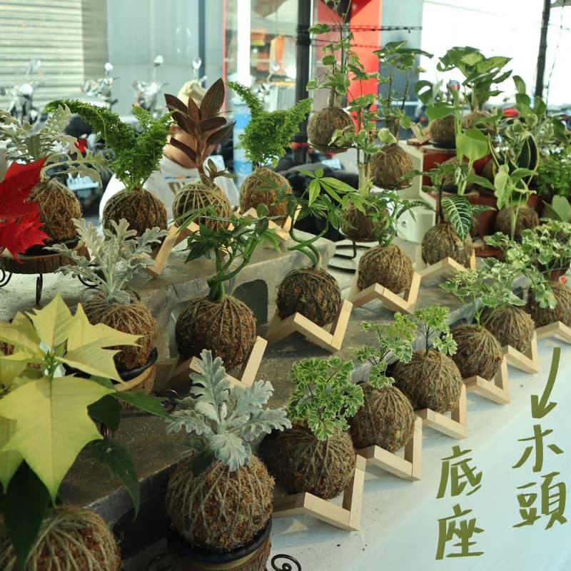 |鉑金蔓綠絨苔球| 贈送塑膠底座 / 植男人紳 手作苔球