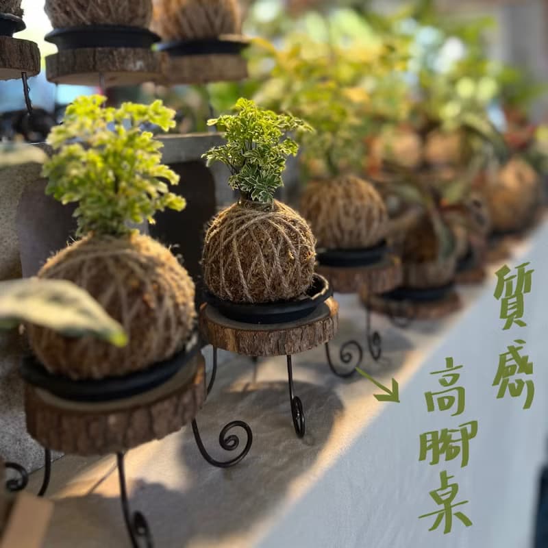 |鉑金蔓綠絨苔球| 贈送塑膠底座 / 植男人紳 手作苔球