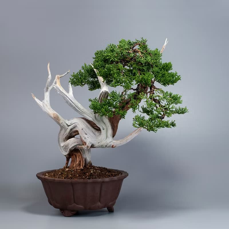 【空間擺設】系魚川真柏 精緻盆景 送禮植栽