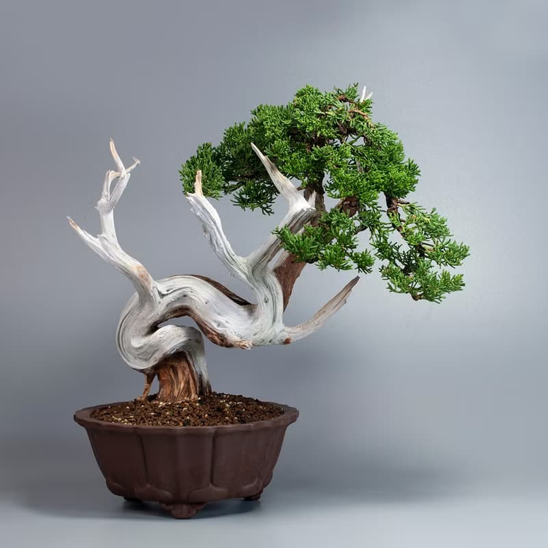 【空間擺設】系魚川真柏 精緻盆景 送禮植栽
