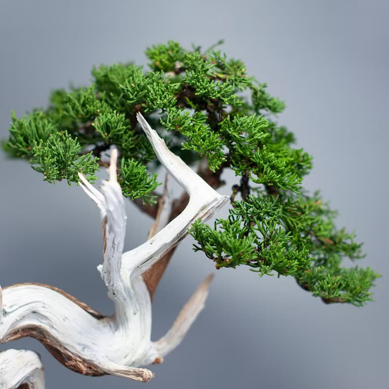 【空間擺設】系魚川真柏 精緻盆景 送禮植栽