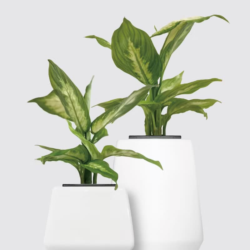 │ 方盆系列 │白玉粉黛葉 - 觀葉 陶瓷盆器 水耕植物 室內盆栽