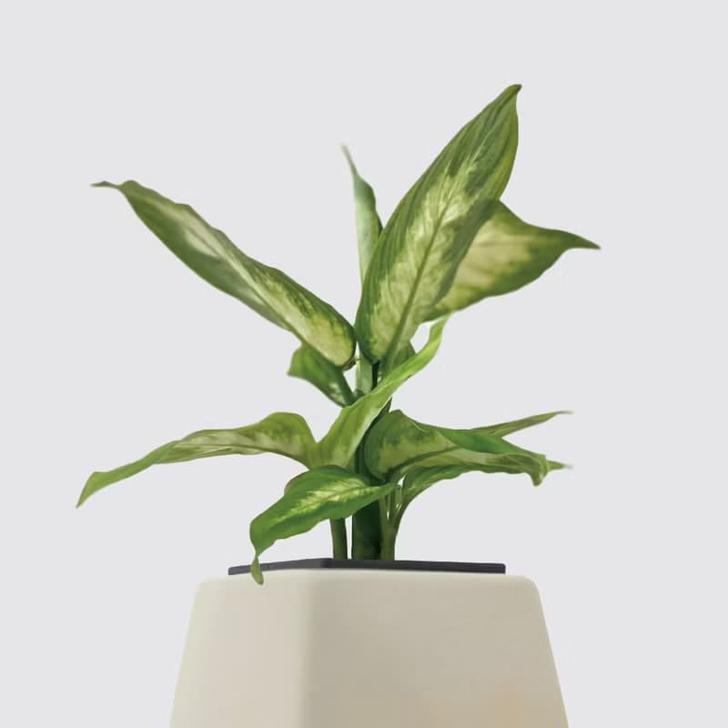 │ 方盆系列 │白玉粉黛葉 - 觀葉 陶瓷盆器 水耕植物 室內盆栽