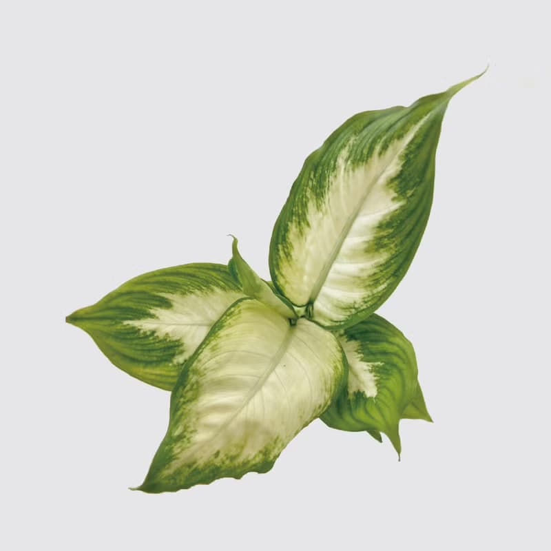 │ 方盆系列 │白玉粉黛葉 - 觀葉 陶瓷盆器 水耕植物 室內盆栽