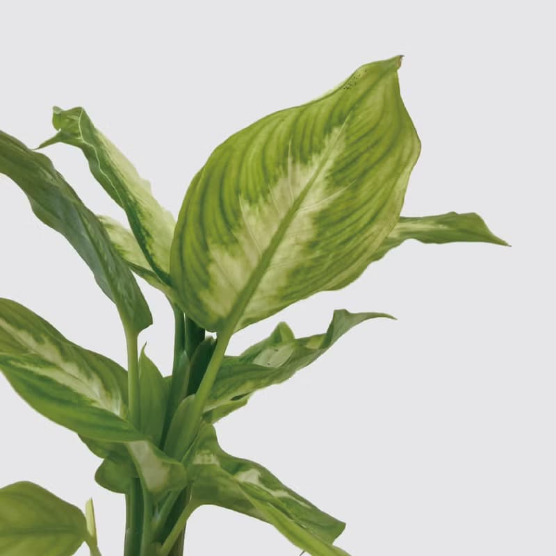 │ 方盆系列 │白玉粉黛葉 - 觀葉 陶瓷盆器 水耕植物 室內盆栽