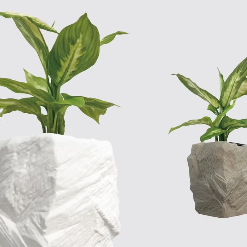 │ 方盆系列 │白玉粉黛葉 - 觀葉 陶瓷盆器 水耕植物 室內盆栽