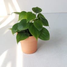 植栽 盆栽l 心葉蔓綠絨(綠)  冰淇淋杯陶盆 藤蔓植物  室內好照顧