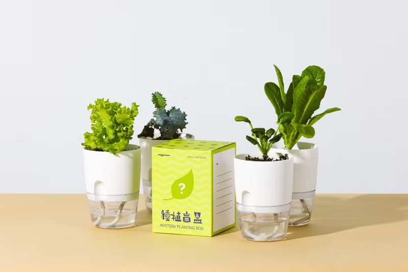 【散水禮物生日禮物】種植盲盒 小葉菜系列 種植套裝
