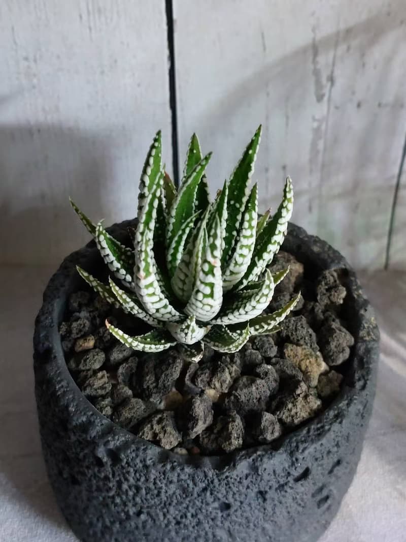 斑馬鷹爪 多肉植物盆栽 開運招財 送禮 居家植物 辦公室植物