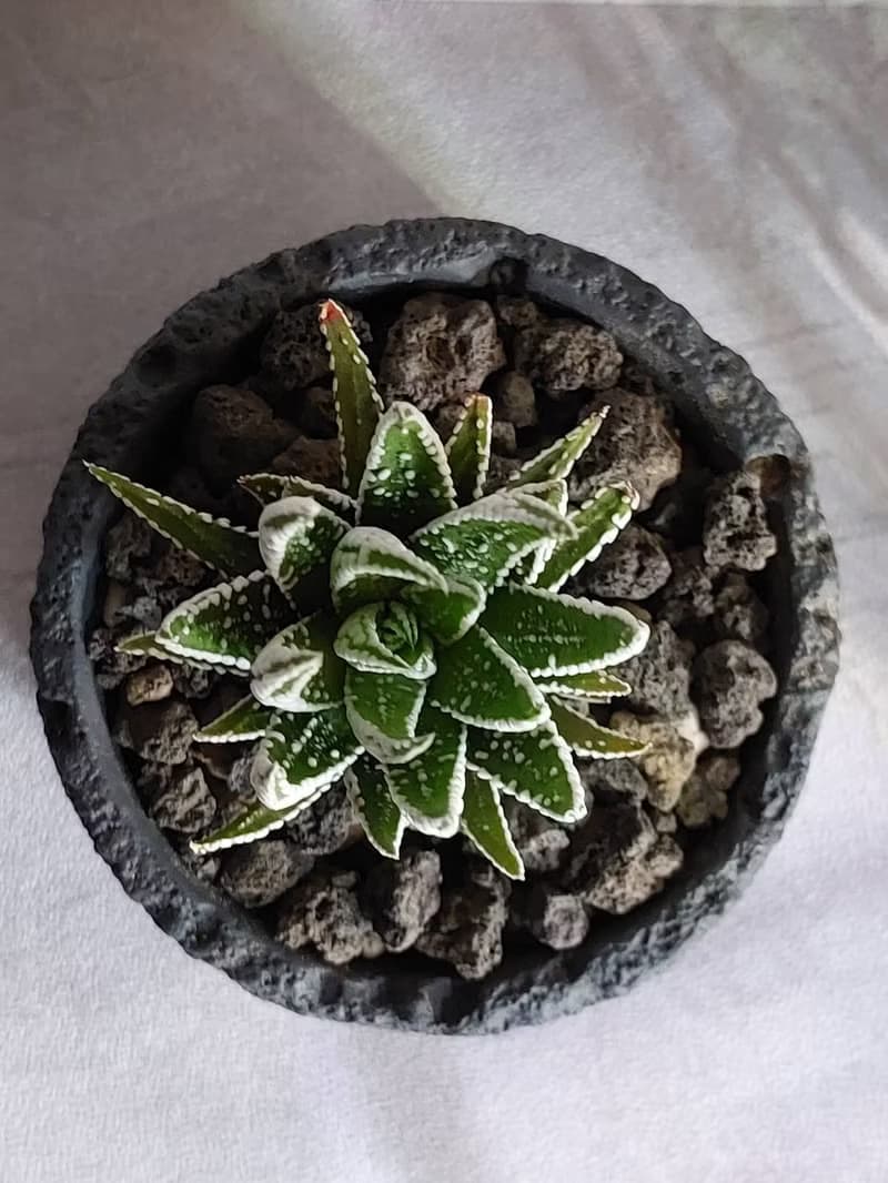 斑馬鷹爪 多肉植物盆栽 開運招財 送禮 居家植物 辦公室植物