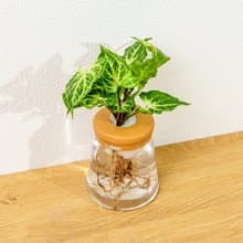 蠟染合果芋 三角水耕盆栽 室內植物 觀葉植物 禮物 水培