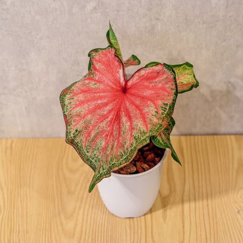 耀斑彩葉芋 日式塑陶盆 室內植物 觀葉植物 禮物 盆栽 辦公室小物