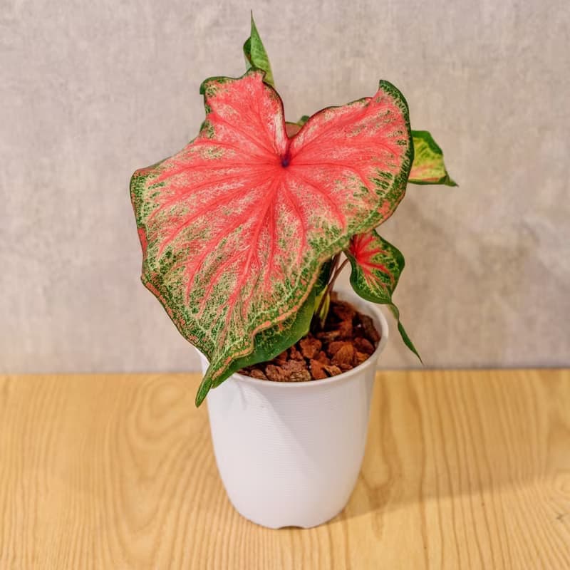 耀斑彩葉芋 日式塑陶盆 室內植物 觀葉植物 禮物 盆栽 辦公室小物