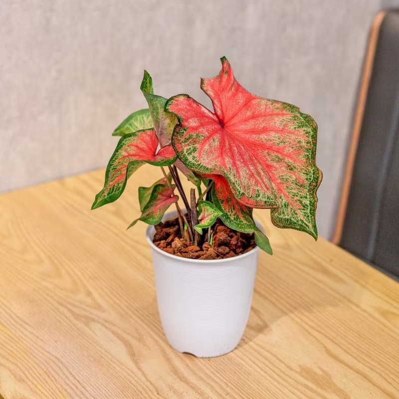 耀斑彩葉芋 日式塑陶盆 室內植物 觀葉植物 禮物 盆栽 辦公室小物