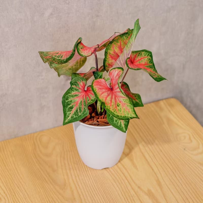 耀斑彩葉芋 日式塑陶盆 室內植物 觀葉植物 禮物 盆栽 辦公室小物