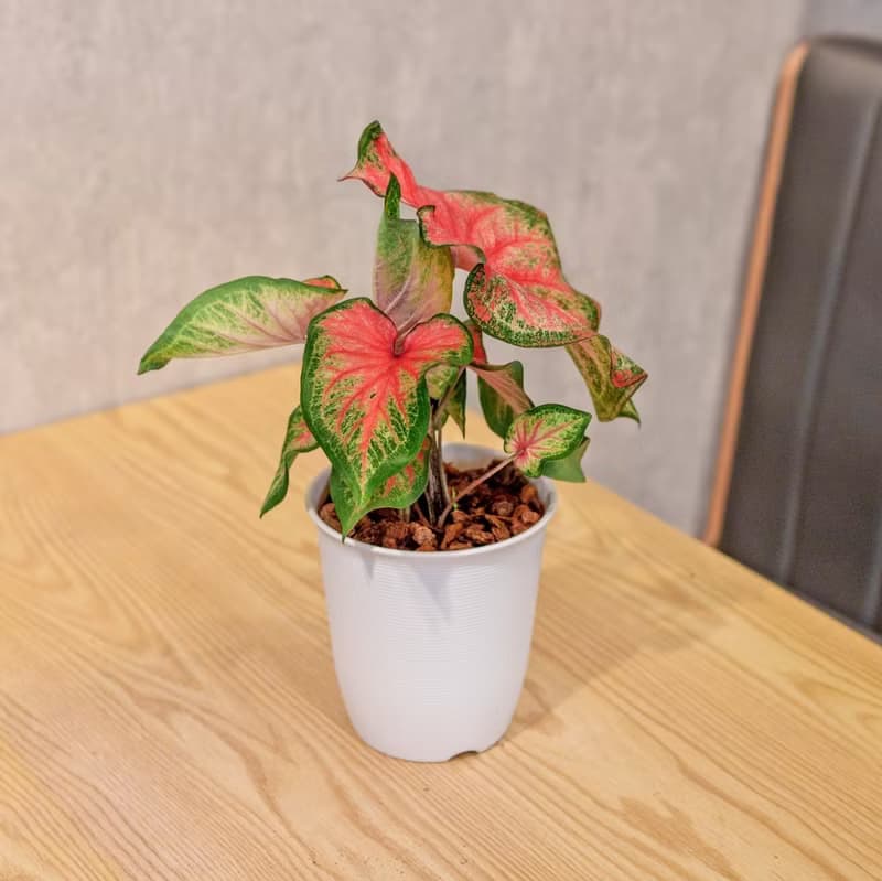 耀斑彩葉芋 日式塑陶盆 室內植物 觀葉植物 禮物 盆栽 辦公室小物