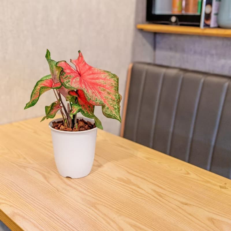 耀斑彩葉芋 日式塑陶盆 室內植物 觀葉植物 禮物 盆栽 辦公室小物