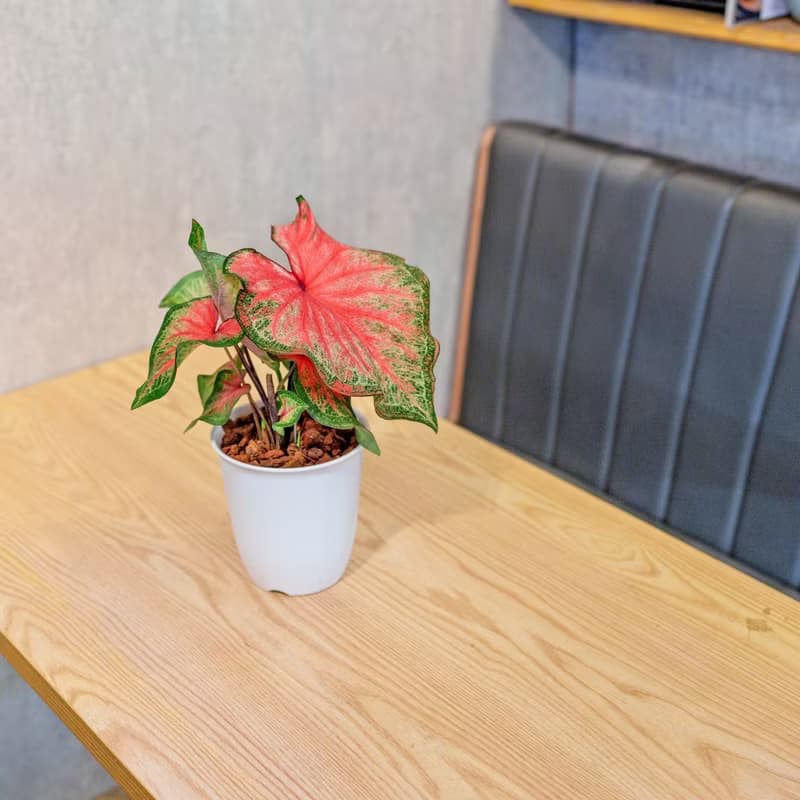 耀斑彩葉芋 日式塑陶盆 室內植物 觀葉植物 禮物 盆栽 辦公室小物