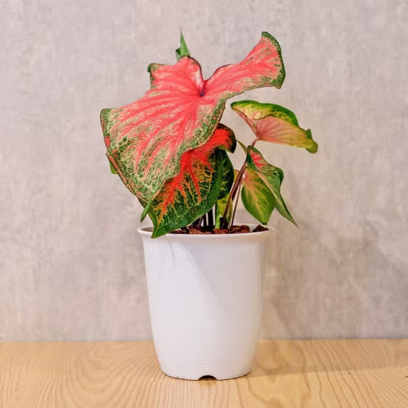 耀斑彩葉芋 日式塑陶盆 室內植物 觀葉植物 禮物 盆栽 辦公室小物