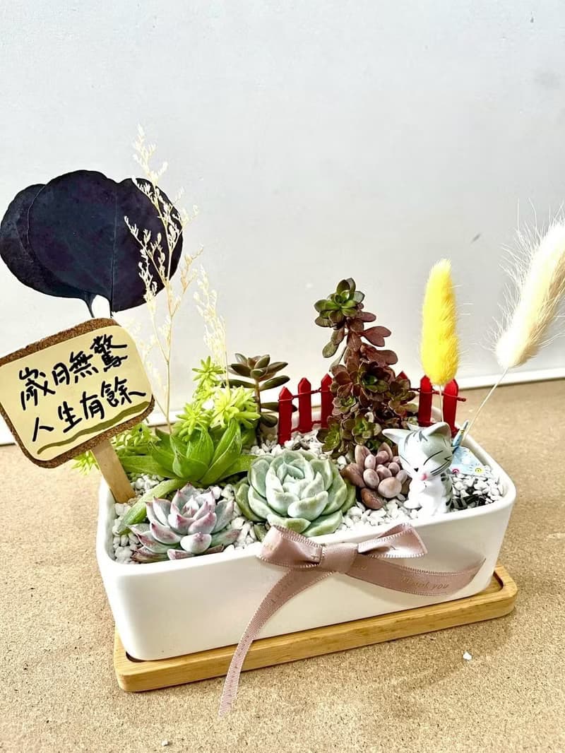 小小兵 貓咪 日式盆栽送禮 多肉組盆 多肉植物 升遷 生日