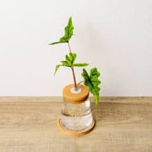 傑克林觀音蓮 三角水耕盆栽 室內植物 觀葉植物 禮物 水培