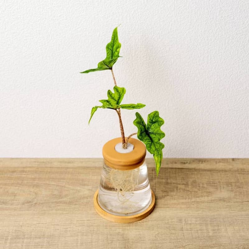 傑克林觀音蓮 三角水耕盆栽 室內植物 觀葉植物 禮物 水培