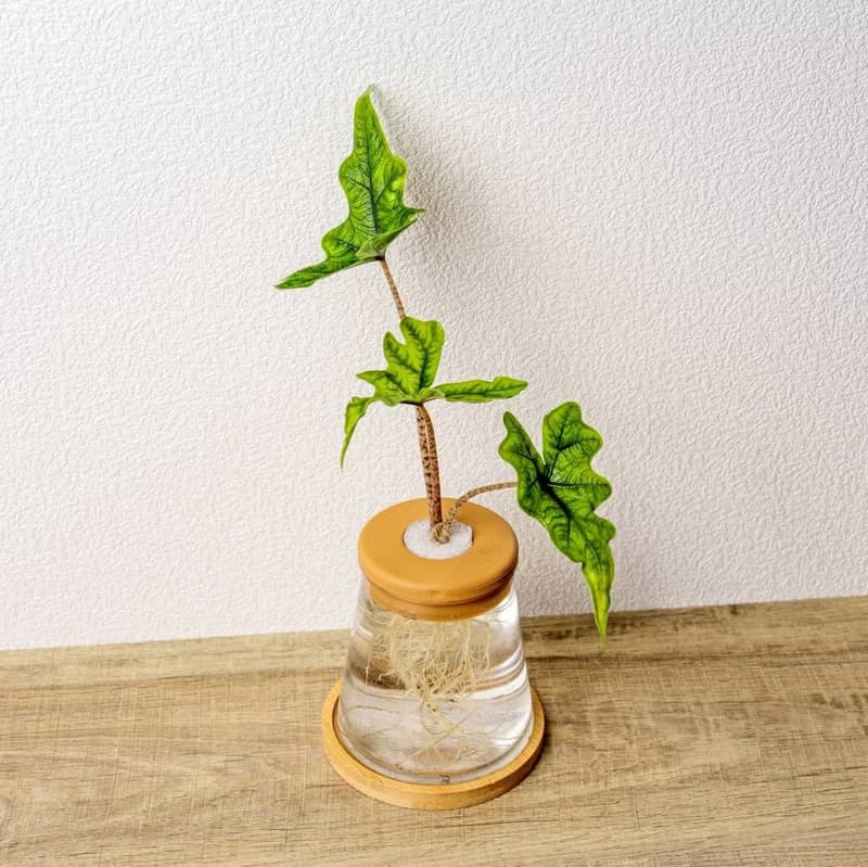 傑克林觀音蓮 三角水耕盆栽 室內植物 觀葉植物 禮物 水培