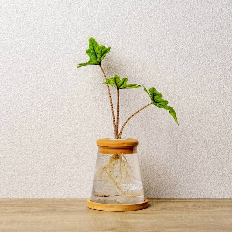 傑克林觀音蓮 三角水耕盆栽 室內植物 觀葉植物 禮物 水培