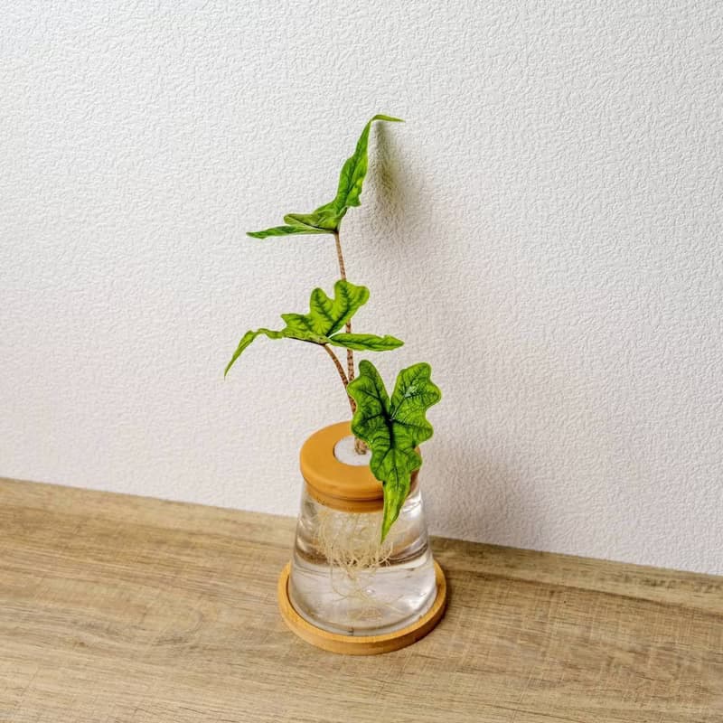 傑克林觀音蓮 三角水耕盆栽 室內植物 觀葉植物 禮物 水培