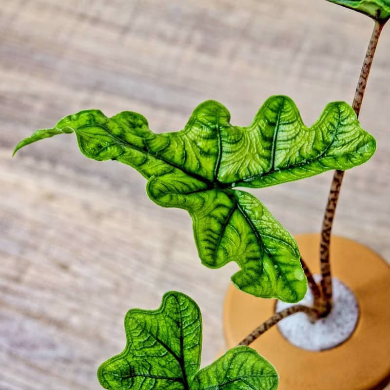 傑克林觀音蓮 三角水耕盆栽 室內植物 觀葉植物 禮物 水培