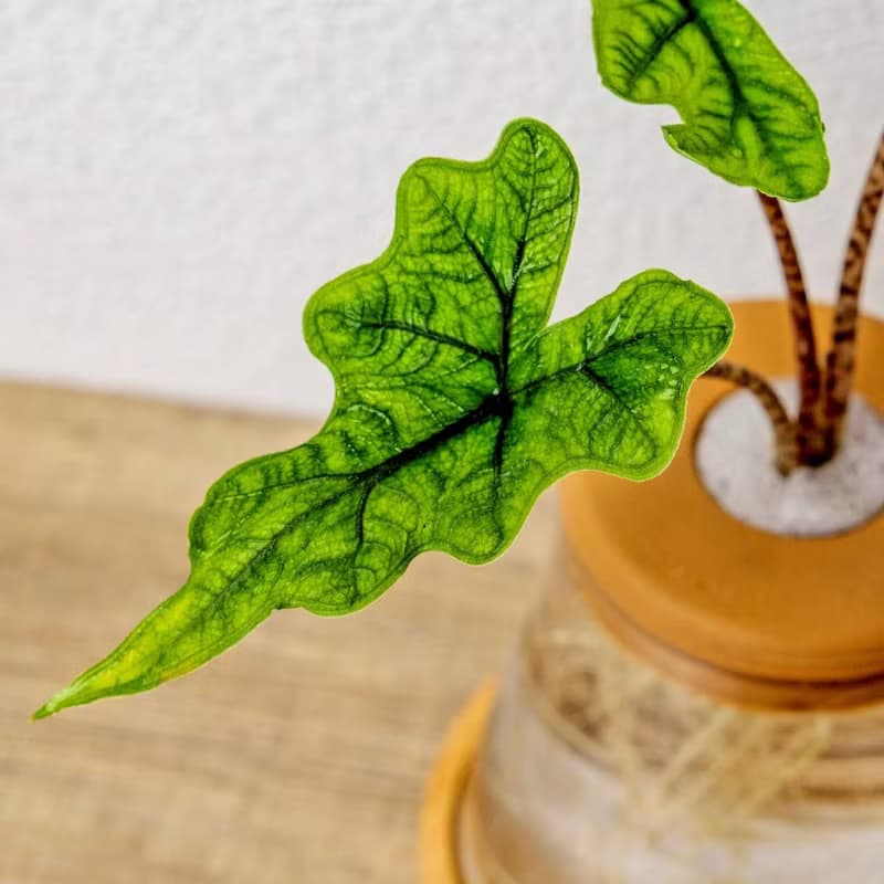 傑克林觀音蓮 三角水耕盆栽 室內植物 觀葉植物 禮物 水培