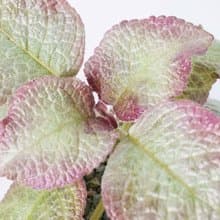 喜蔭花'泰喜' 丨室內植栽丨辦公室植栽丨療癒小物丨送禮丨