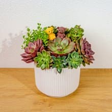 多肉組盆 直線條白陶盆 桌上型盆栽 開幕送禮 喬遷禮物 植栽 盆栽