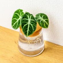 忍者觀音蓮 三角水耕盆栽 室內植物 觀葉植物 禮物 水培 桌上盆栽