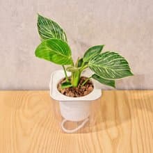 鉑金蔓綠絨 免澆水方形盆栽 室內植物 觀葉植物 禮物 盆栽