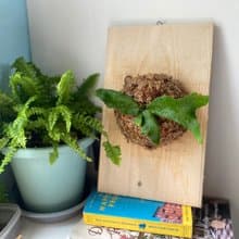 【材料包】 DIY鹿角蕨上板包/ 有教學影片