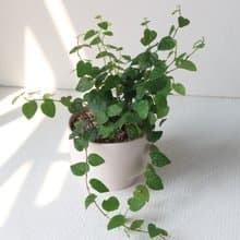 植栽 盆栽 l 薜荔 啞光燭台陶器 藤蔓植物 室內植物 強散光