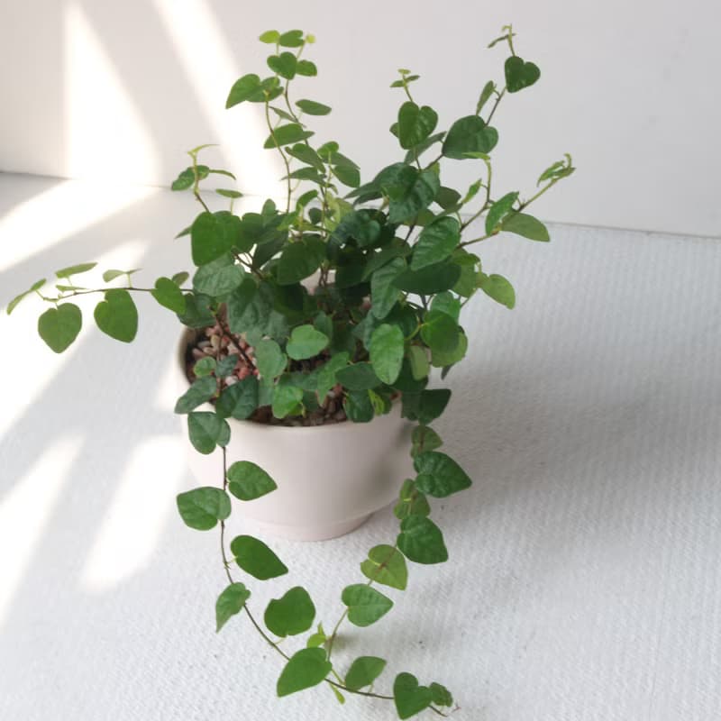 植栽 盆栽 l 薜荔 啞光燭台陶器 藤蔓植物 室內植物 強散光