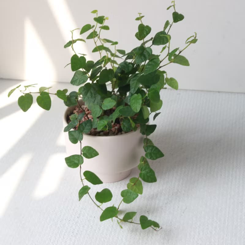 植栽 盆栽 l 薜荔 啞光燭台陶器 藤蔓植物 室內植物 強散光