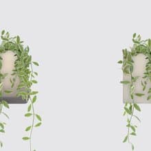 │ 方盆系列 │ 斑葉串錢藤 - 垂掛植物 水耕盆栽 陶瓷盆器