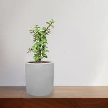 銀杏木 水泥盆栽 植物